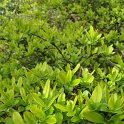 Ligustrum obtusifolium feuille P3 P23